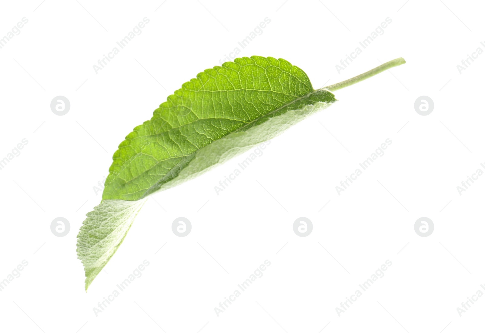 Photo of Green leaf of apple tree isolated on white