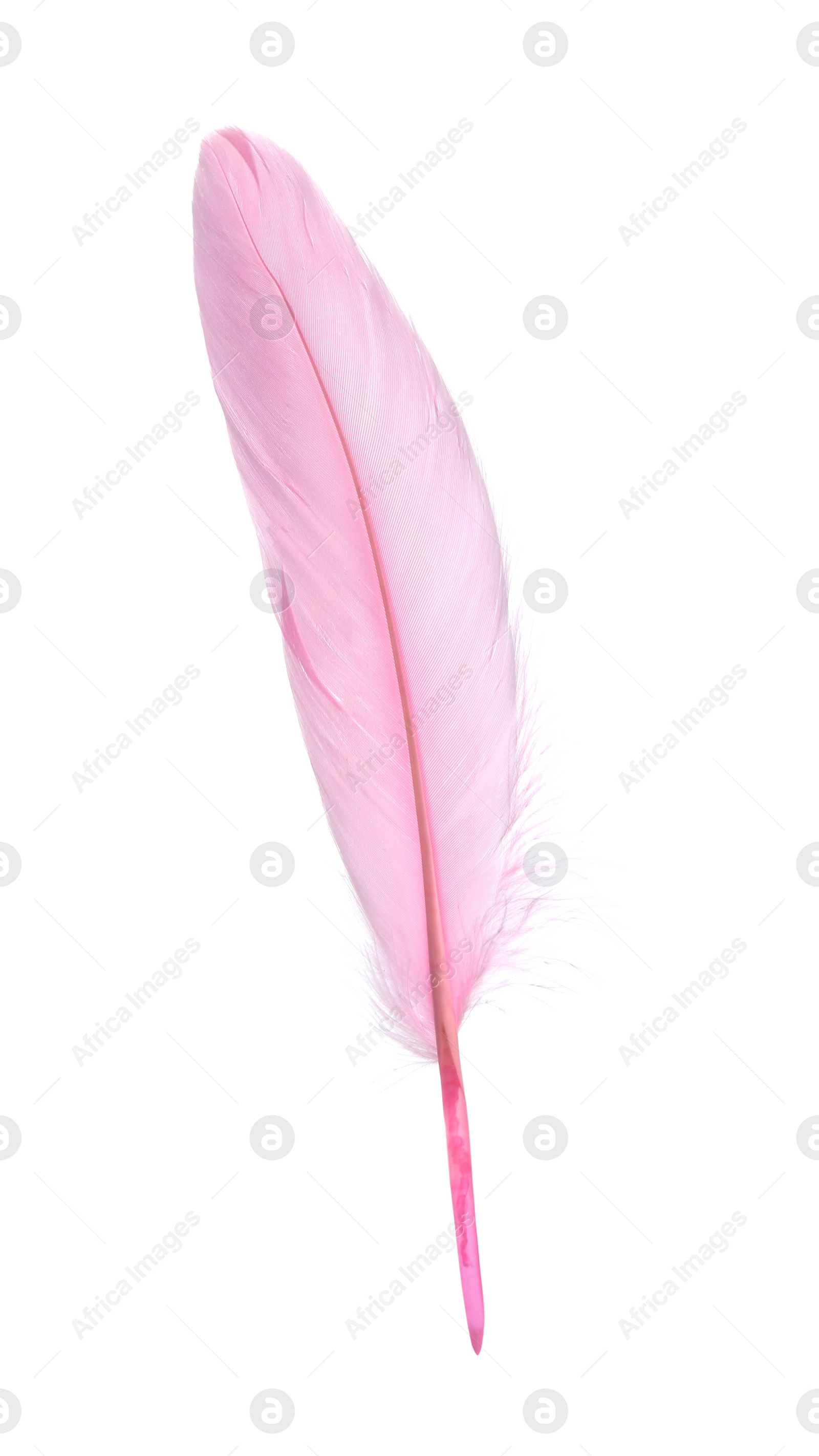 Photo of Fluffy beautiful pink feather isolated on white