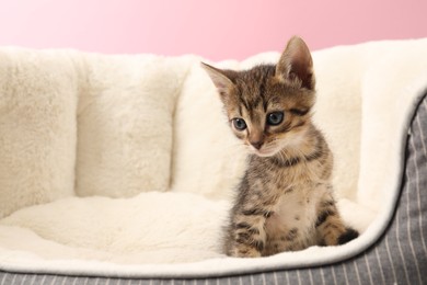 Photo of Cute fluffy kitten on pet bed against pink background, space for text. Baby animal