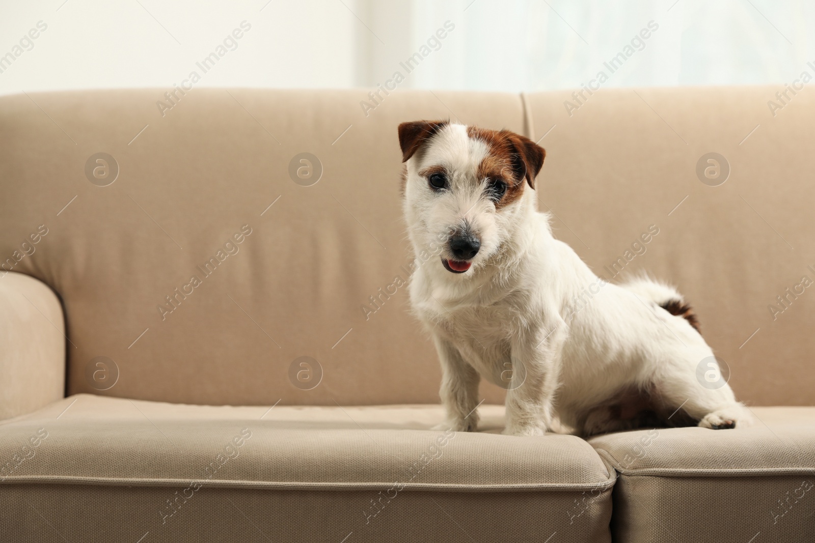 Photo of Adorable Jack Russell Terrier on sofa at home. Lovely dog