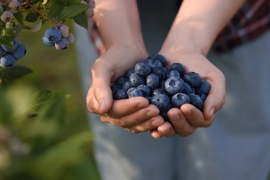 Photo of Woman holding heap of wild blueberries outdoors, closeup. Seasonal berries