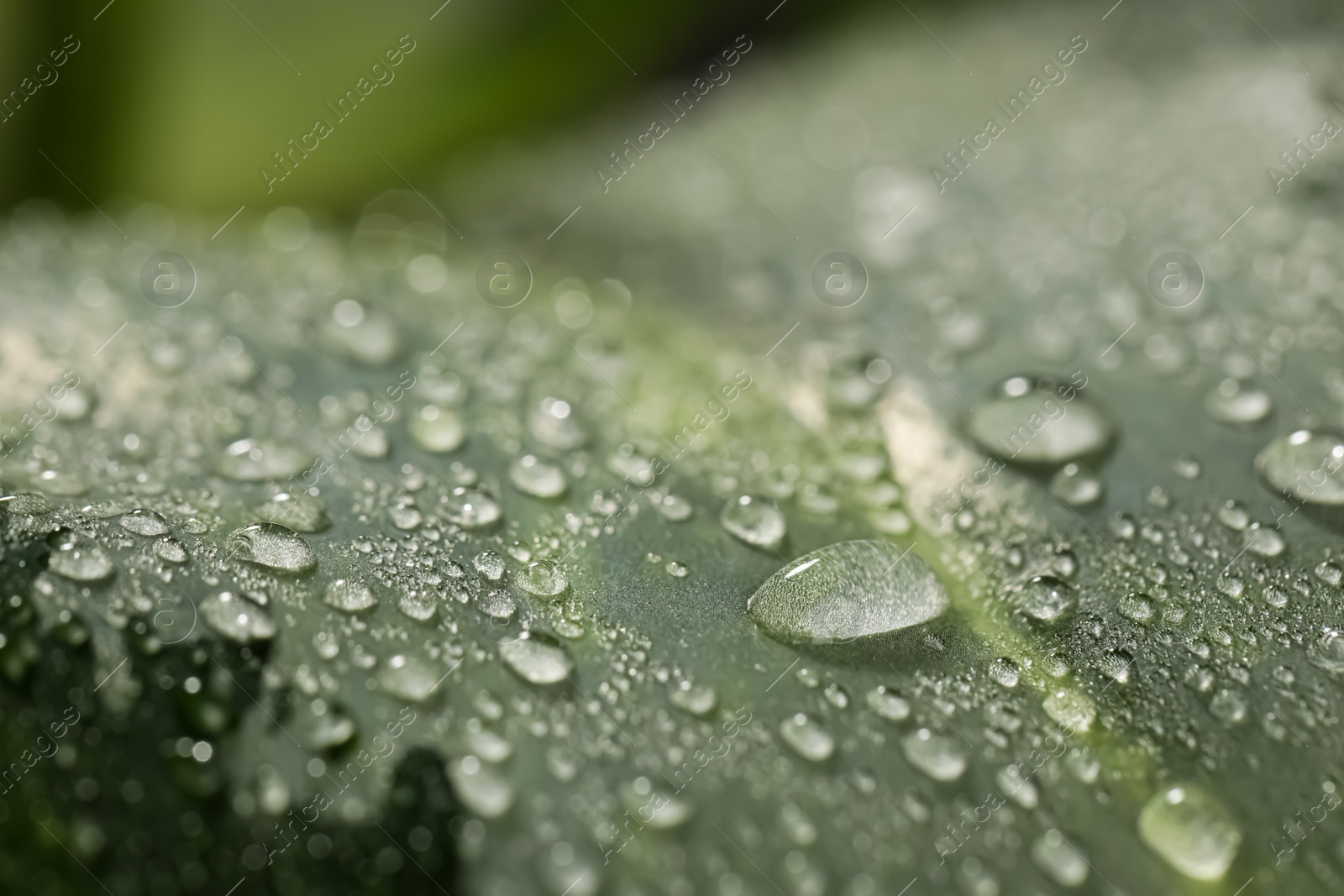 Photo of Closeup view of beautiful green leaf with dew drops