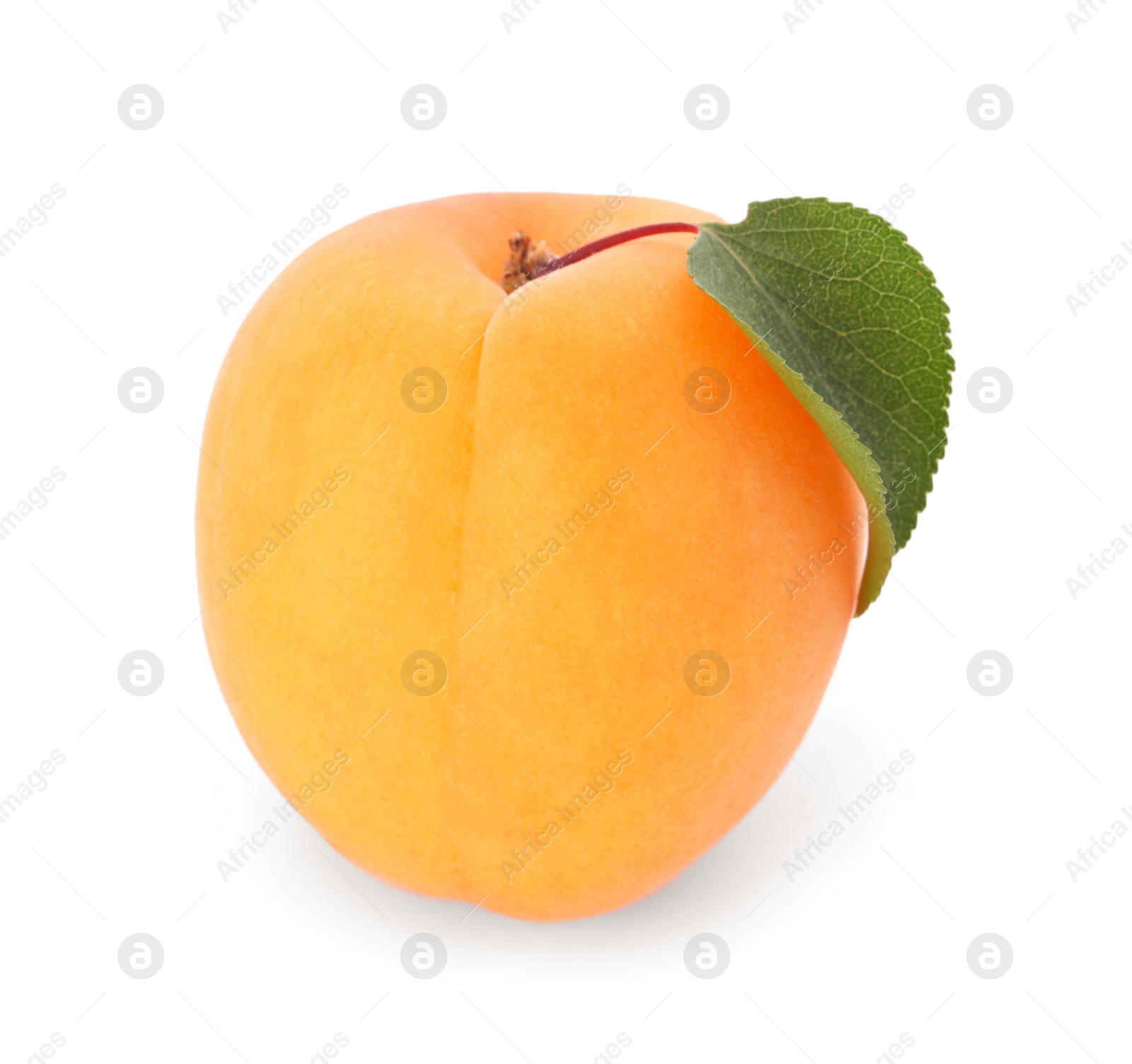 Photo of Delicious ripe sweet apricot isolated on white