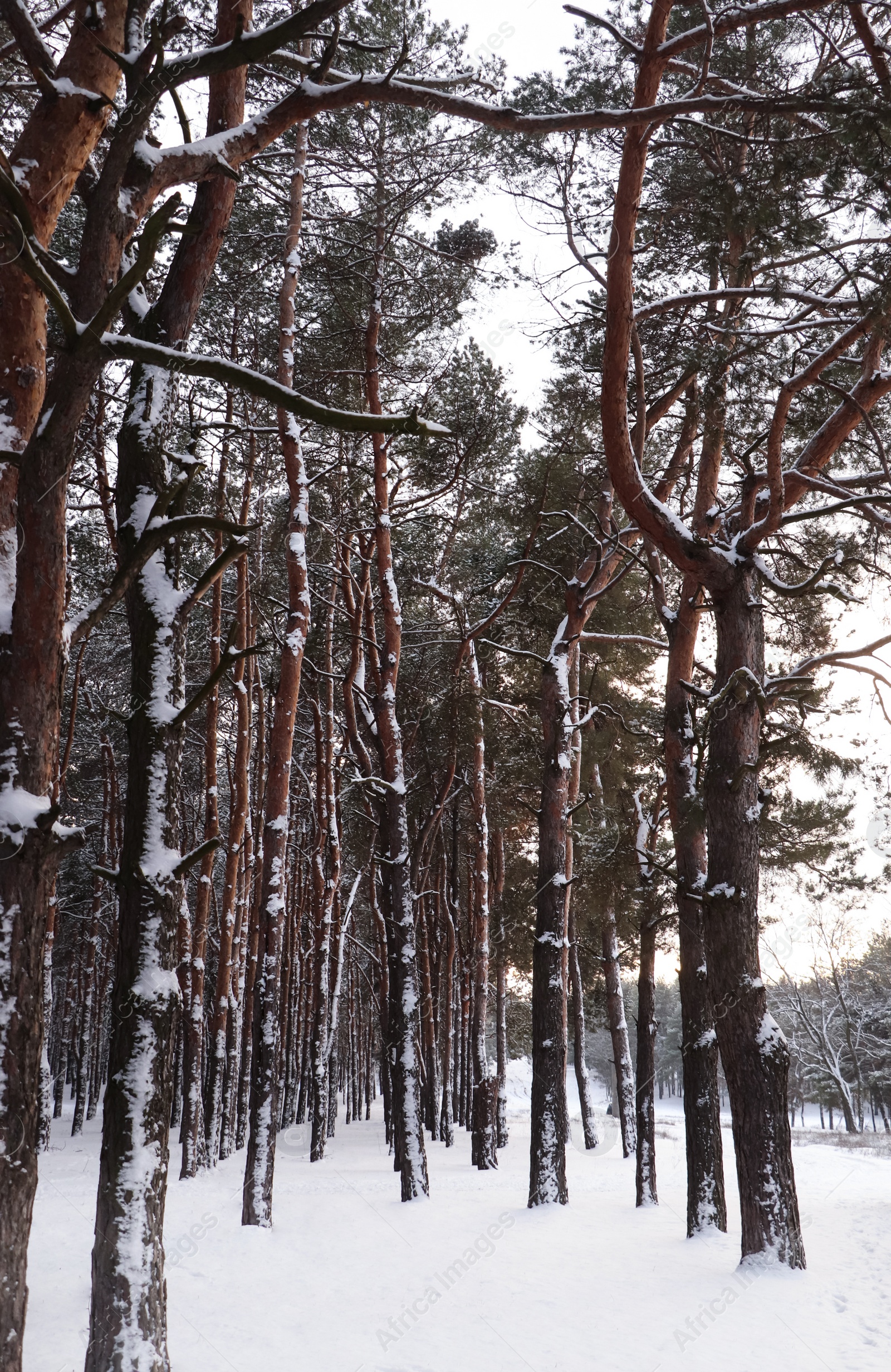 Photo of Picturesque view of beautiful forest covered with snow