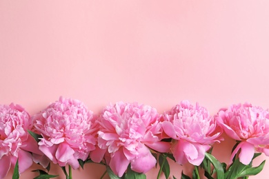 Photo of Beautiful fragrant peony flowers on color background