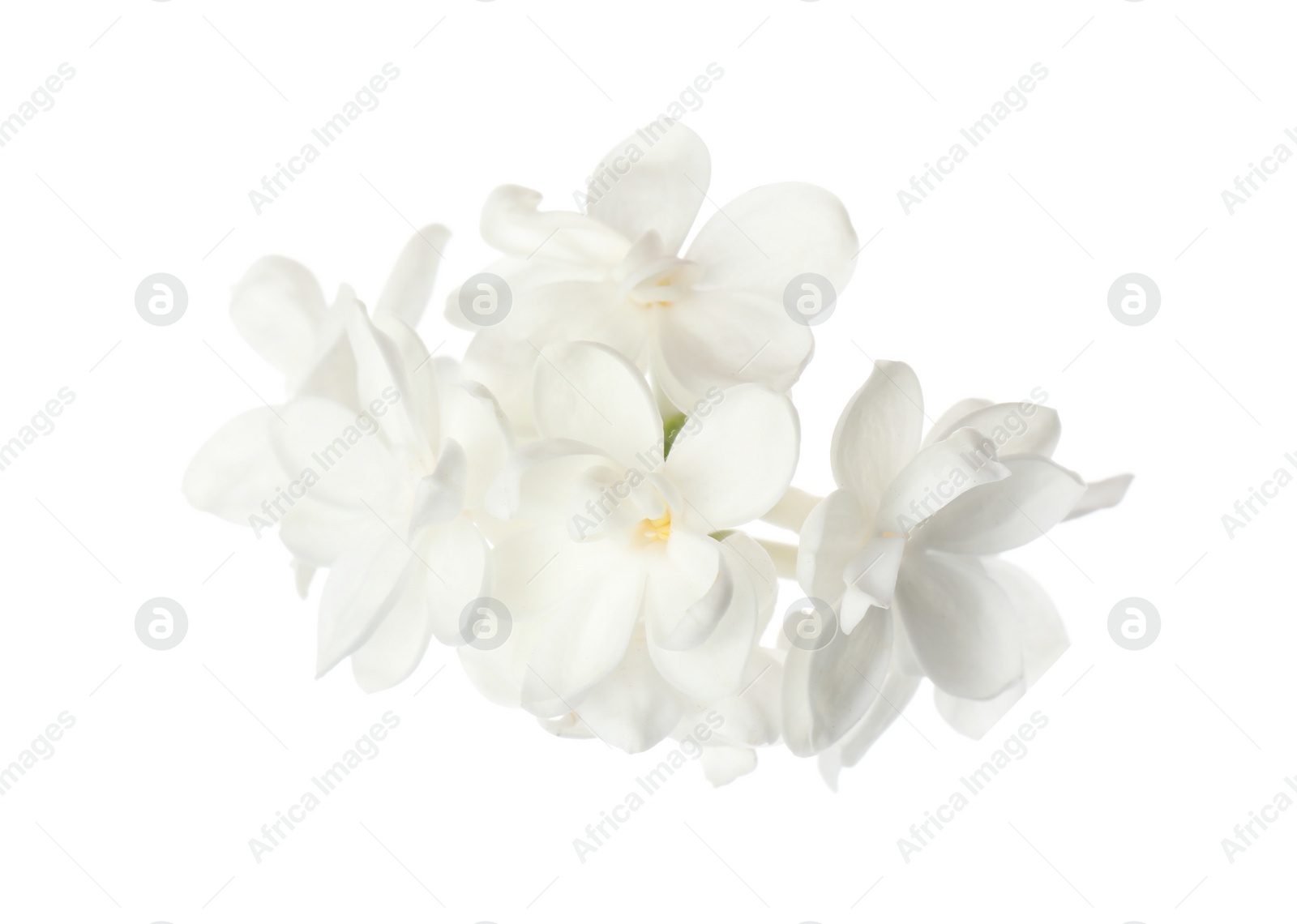 Photo of Beautiful fresh lilac blossom isolated on white