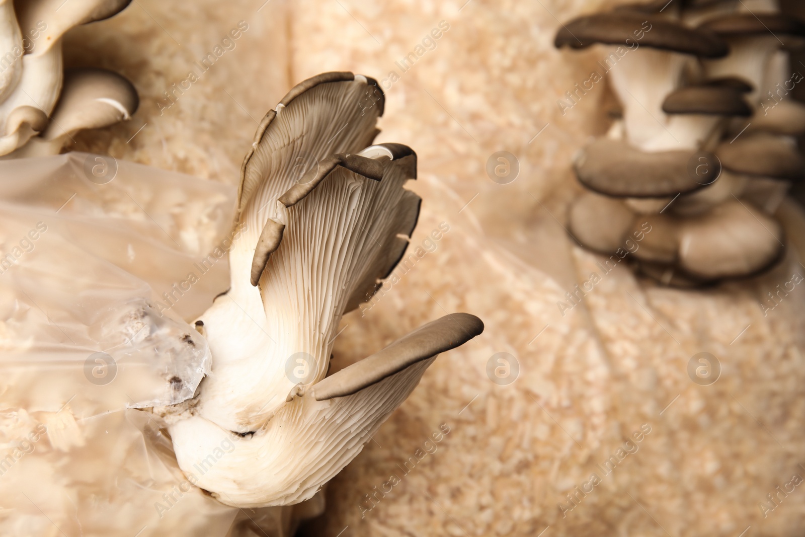 Photo of Oyster mushrooms growing in sawdust, closeup. Cultivation of fungi