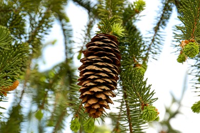 Closeup view of coniferous tree with cone outdoors