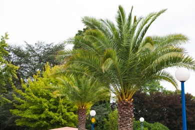 Photo of Beautiful palms and green trees in park