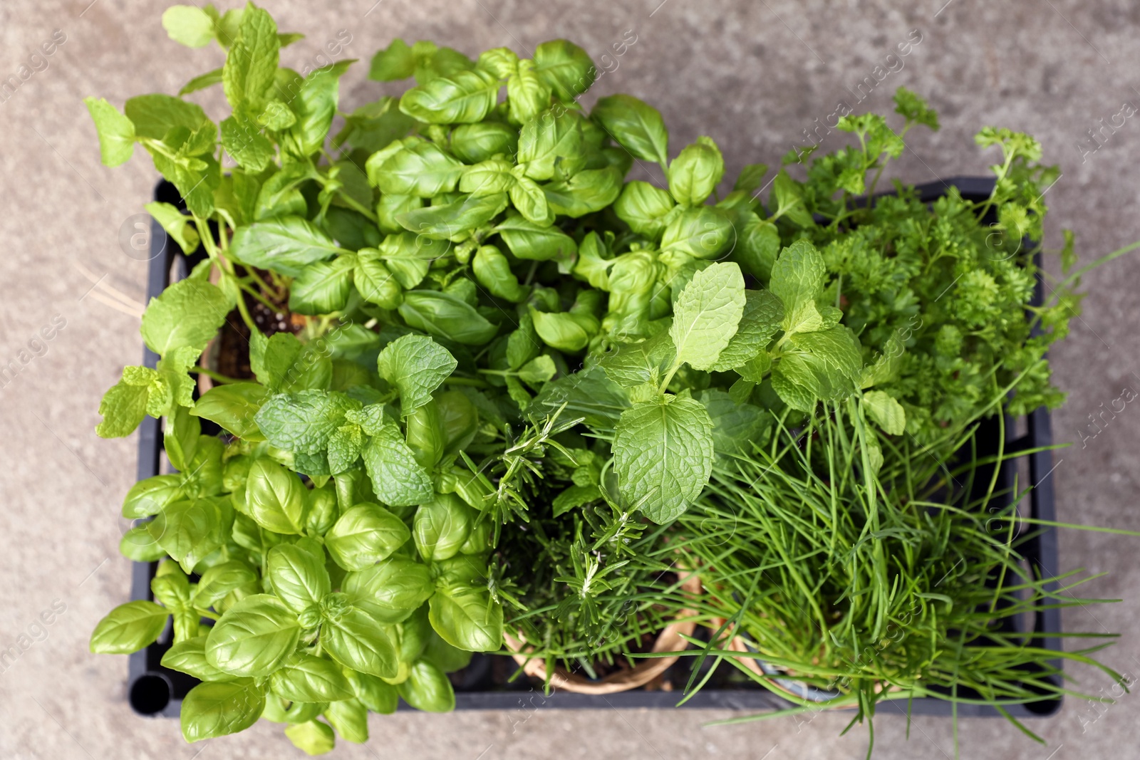 Photo of Different aromatic potted herbs in crate, top view