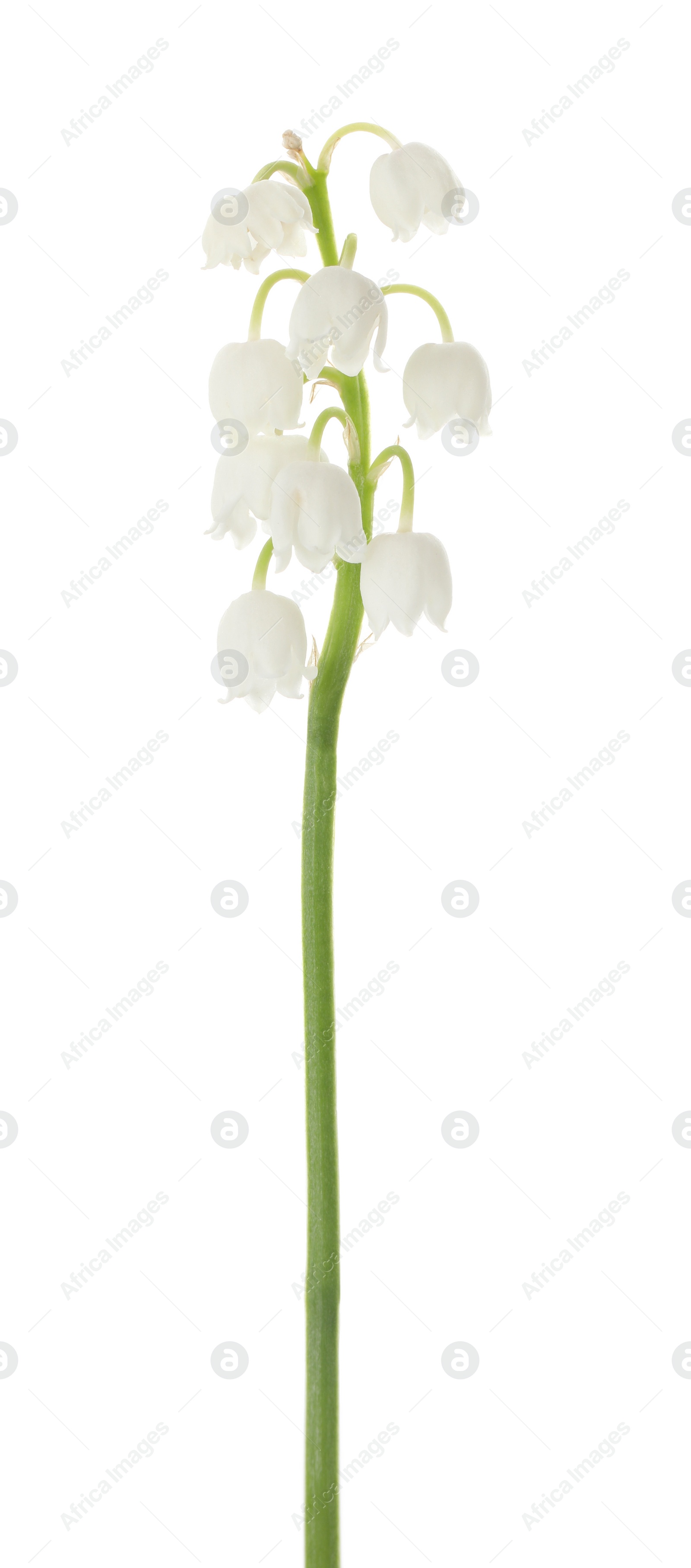 Photo of Beautiful lily of the valley isolated on white