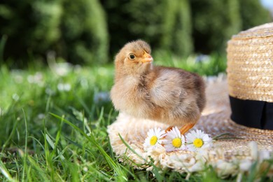 Cute chick with chamomile flowers and straw hat on green grass outdoors. Baby animal