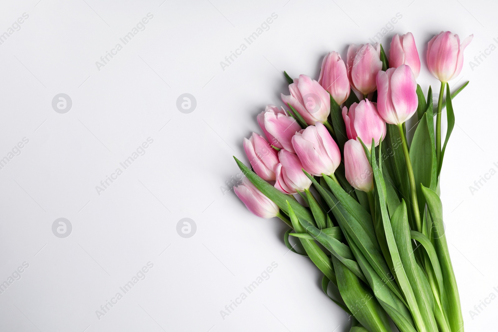 Photo of Beautiful pink spring tulips on white background, top view