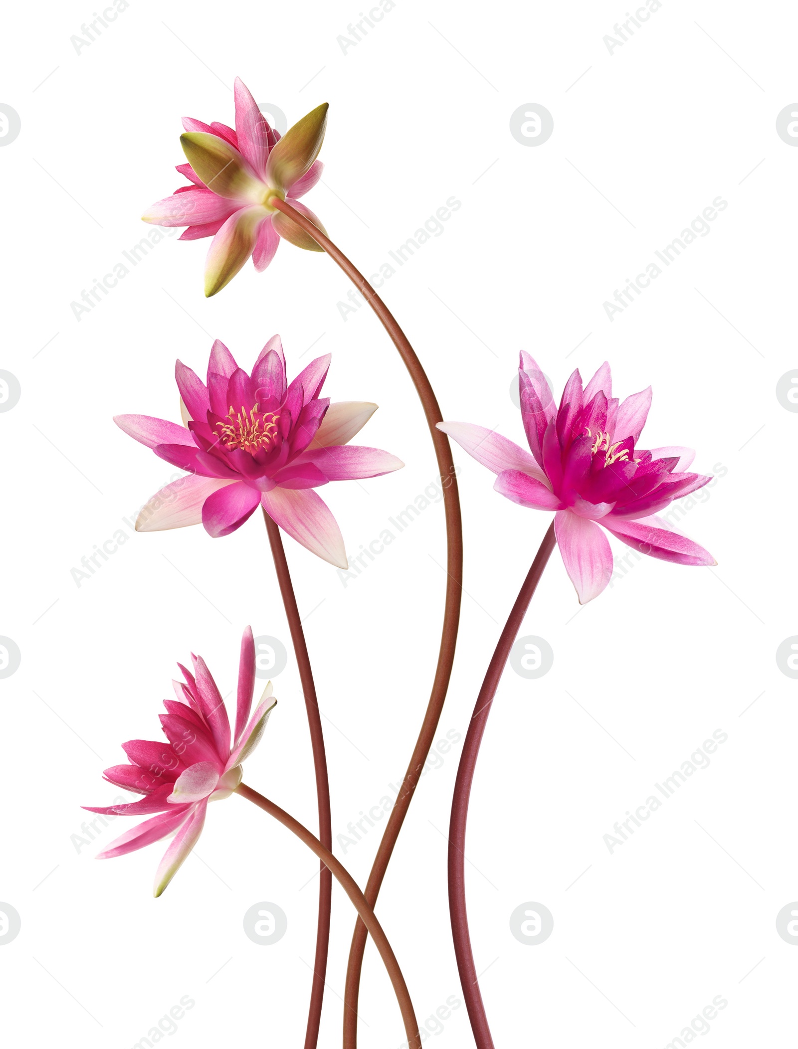 Image of Pink lotus flowers with long stems isolated on white