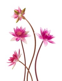 Pink lotus flowers with long stems isolated on white