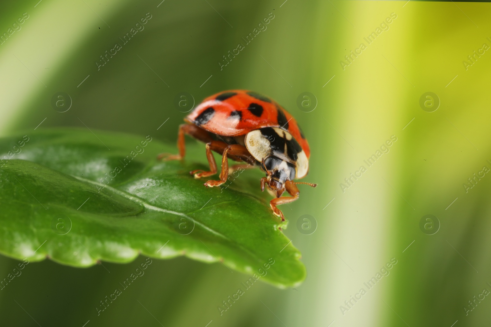 Photo of Ladybug on green leaf against blurred background, macro view