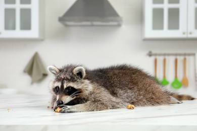 Photo of Cute raccoon eating peanuts on table in kitchen