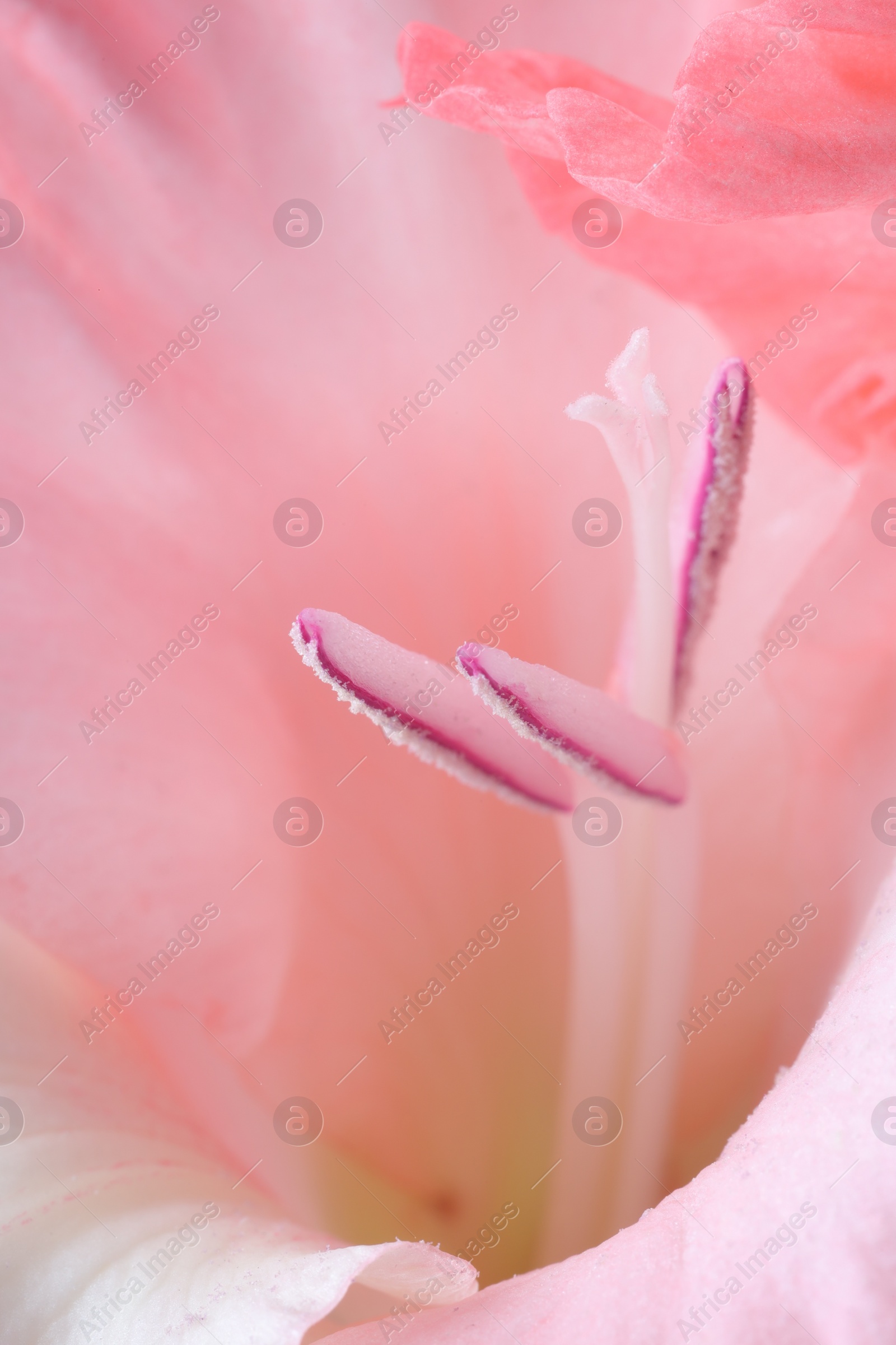 Photo of Beautiful pink gladiolus flower as background, macro view