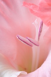 Beautiful pink gladiolus flower as background, macro view