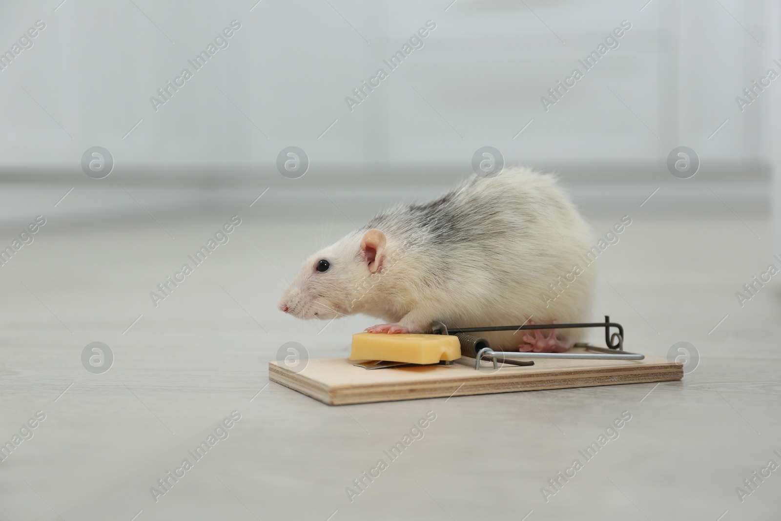 Photo of Rat and mousetrap with cheese indoors. Pest control