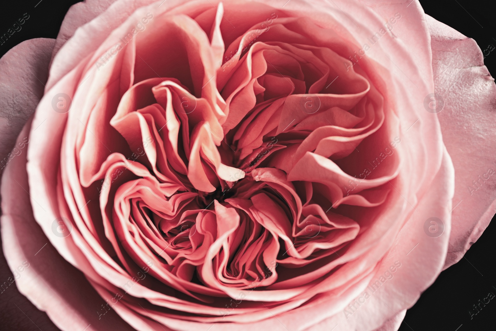 Photo of Beautiful rose on black background, closeup. Floral card design with dark vintage effect