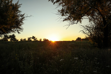 Photo of Beautiful field at sunrise. Early morning landscape