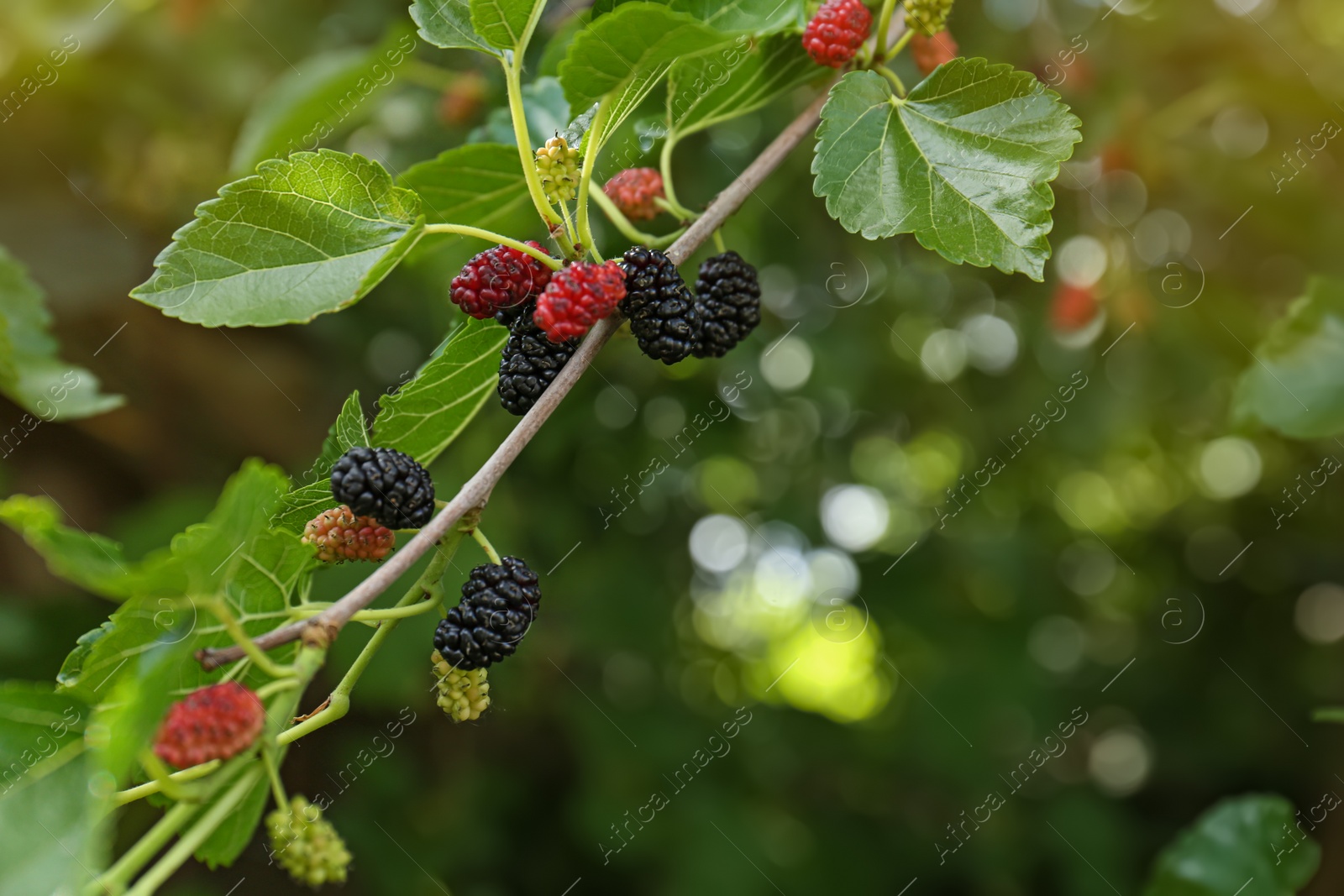 Photo of Branch with ripe and unripe mulberries in garden, closeup