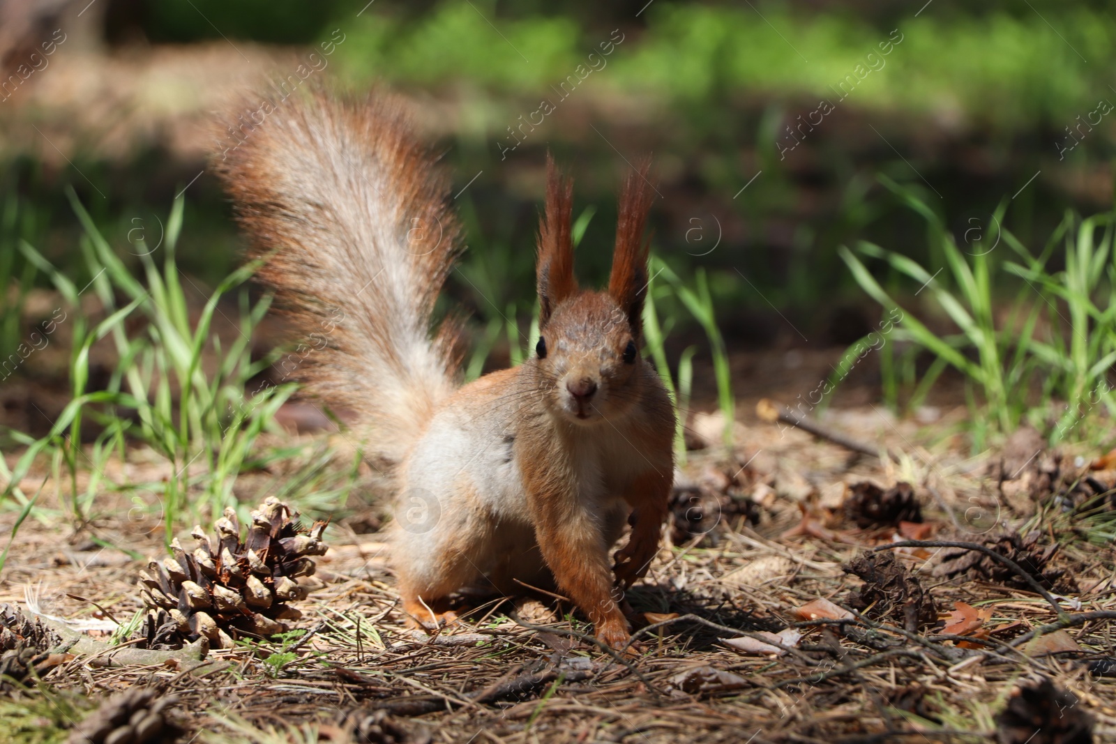 Photo of Cute red squirrel on ground in forest