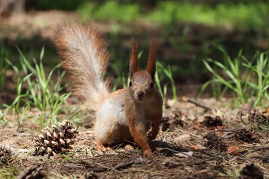 Photo of Cute red squirrel on ground in forest