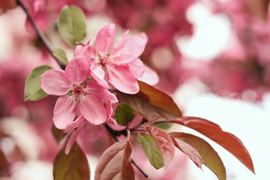 Photo of Closeup view of beautiful blossoming apple tree outdoors on spring day