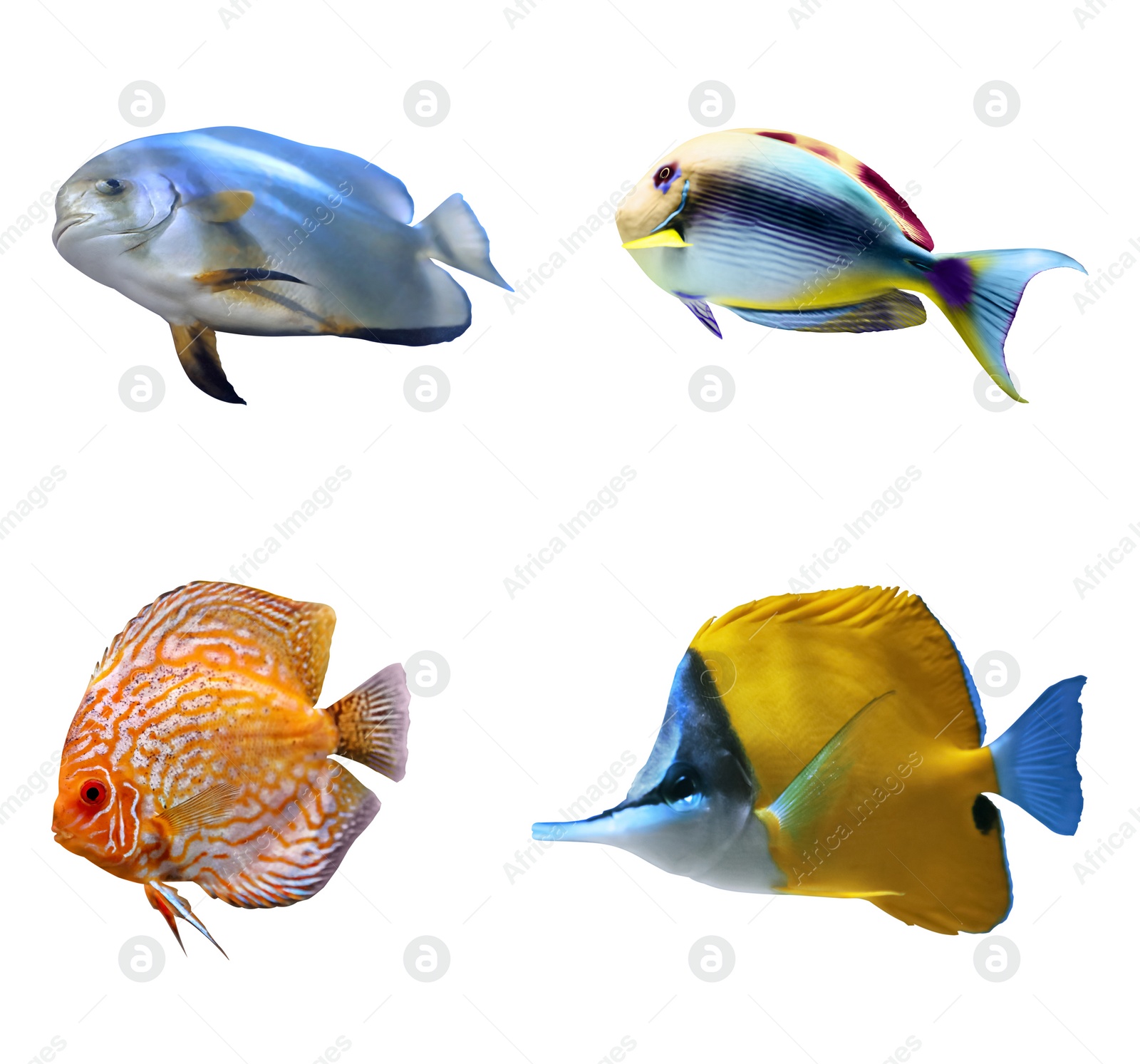 Image of Set of different bright tropical fishes on white background