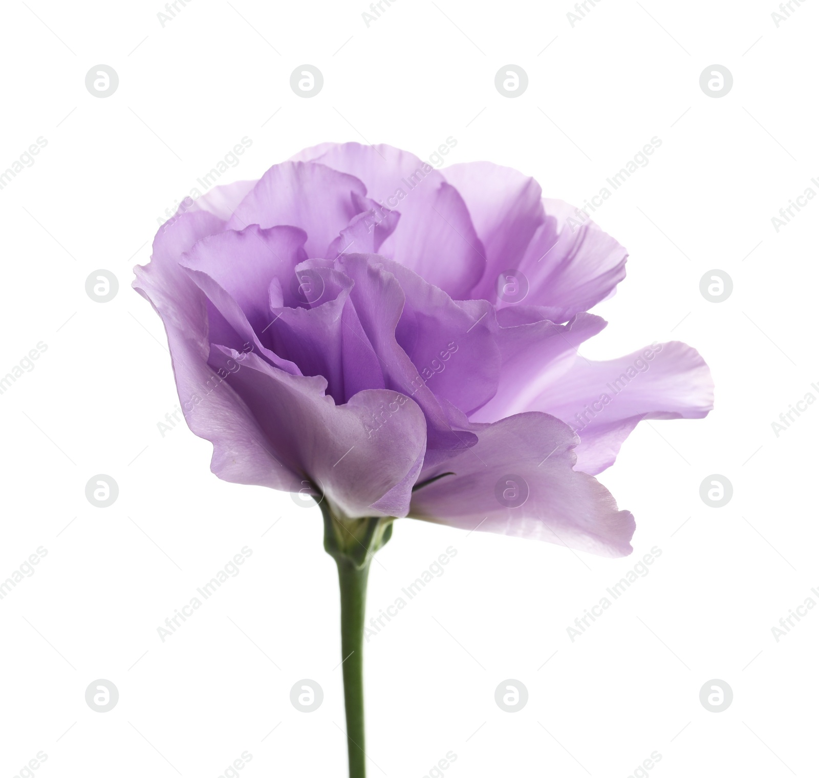 Photo of Beautiful Eustoma flower on white background