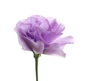 Beautiful Eustoma flower on white background