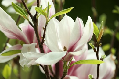 Magnolia tree with beautiful flowers on blurred background, closeup