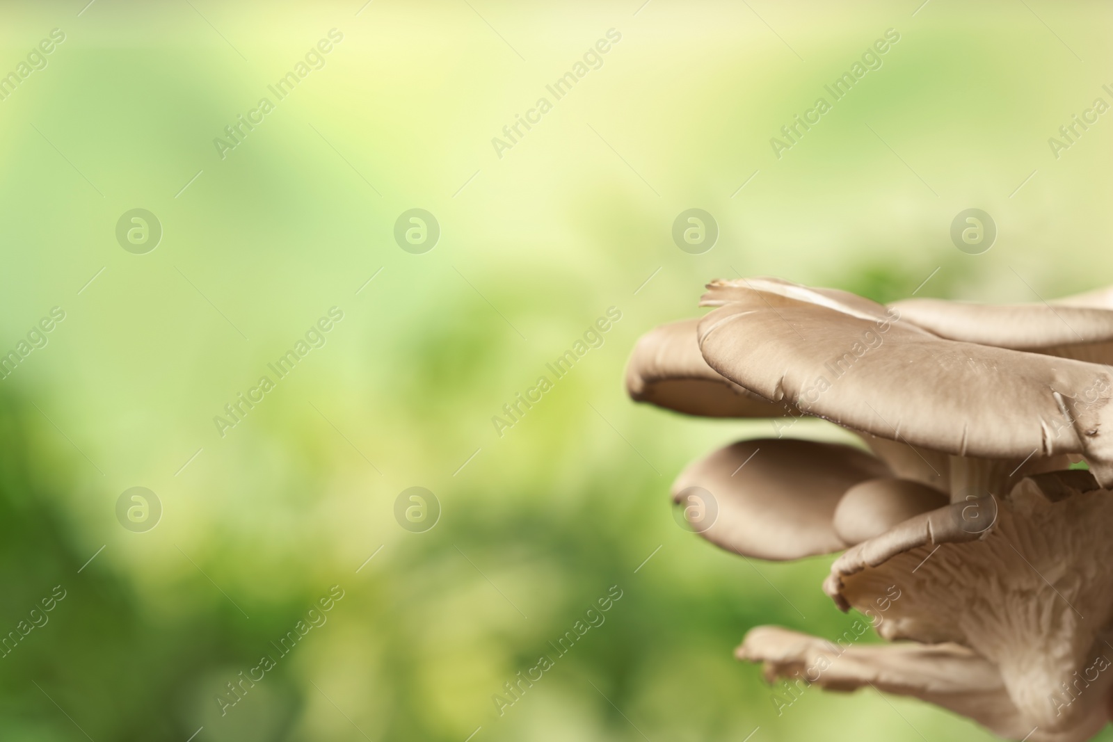 Photo of Delicious organic oyster mushrooms on blurred background, space for text