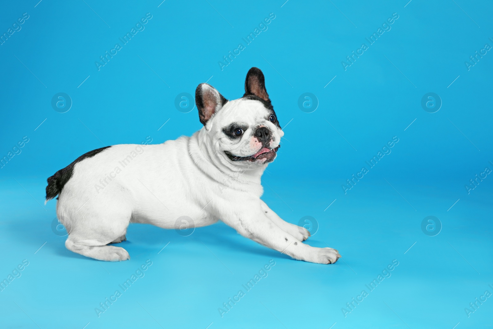 Photo of French bulldog on blue background. Space for text