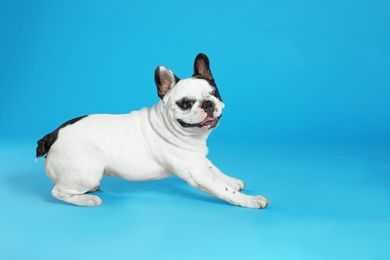 French bulldog on blue background. Space for text