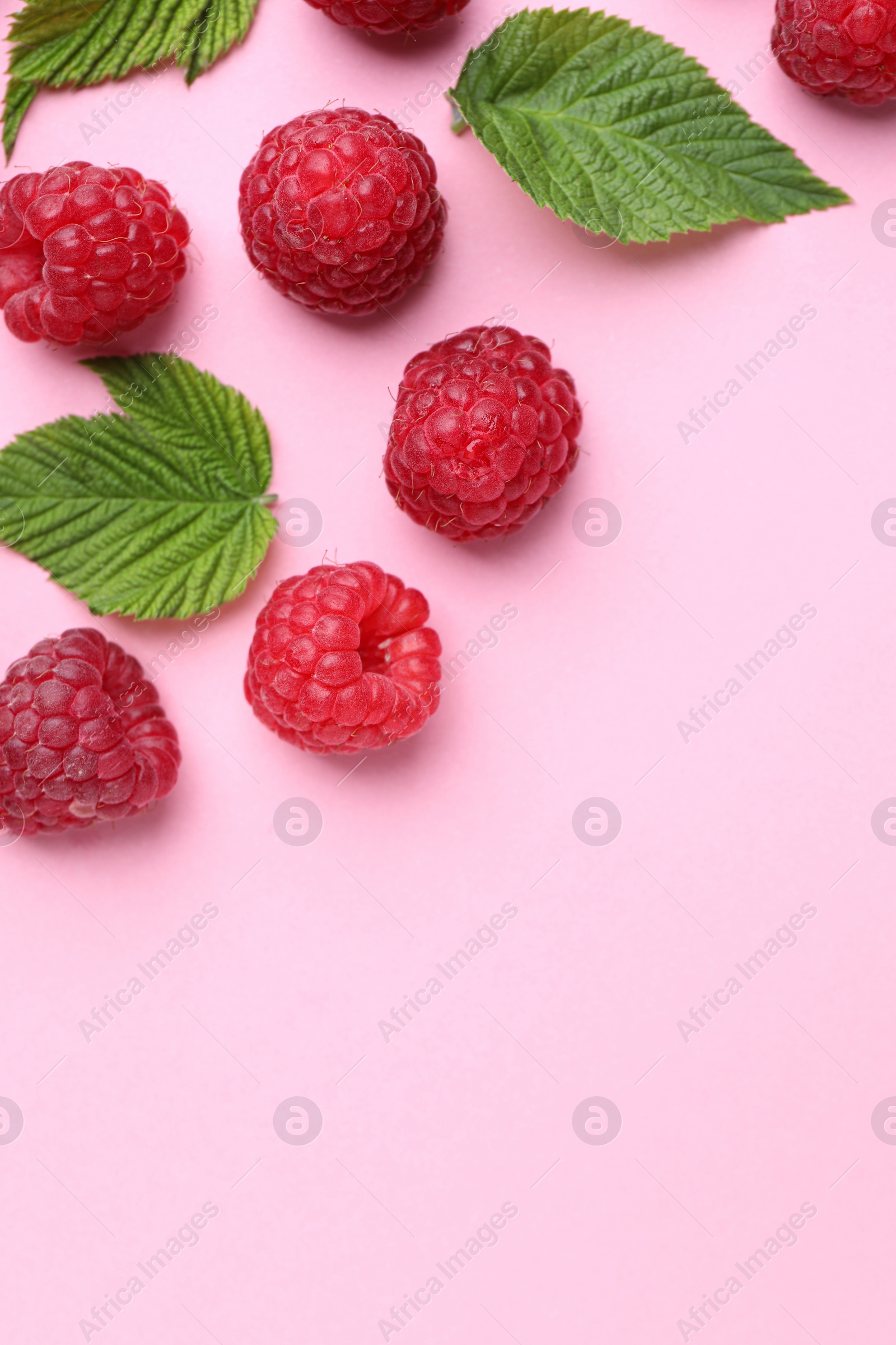 Photo of Tasty ripe raspberries and green leaves on pink background, flat lay. Space for text