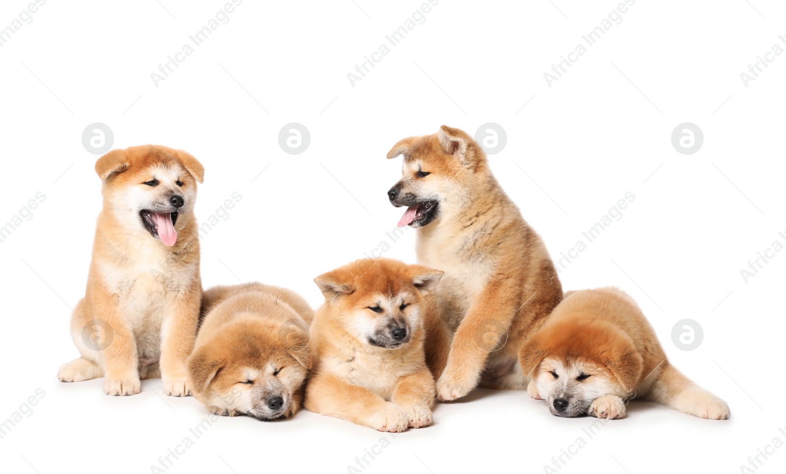 Photo of Cute Akita Inu puppies on white background. Baby animals