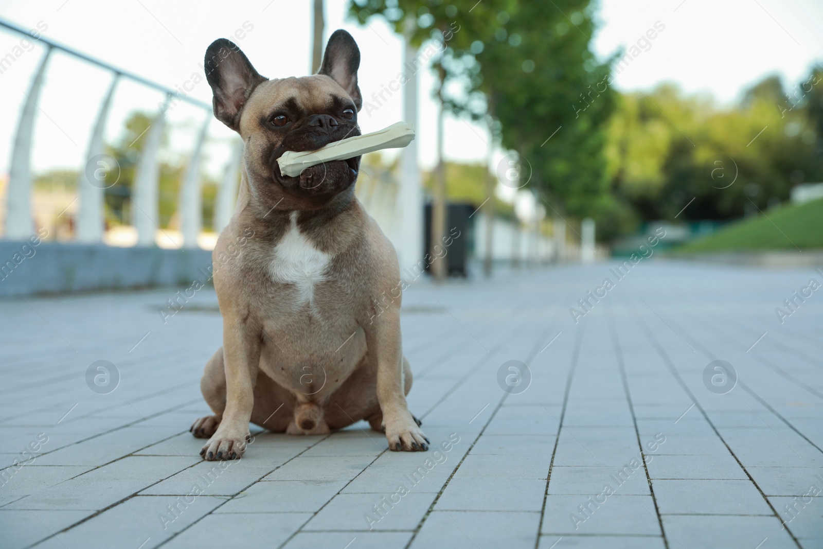 Photo of Cute French bulldog with bone treat outdoors, space for text. Lovely pet