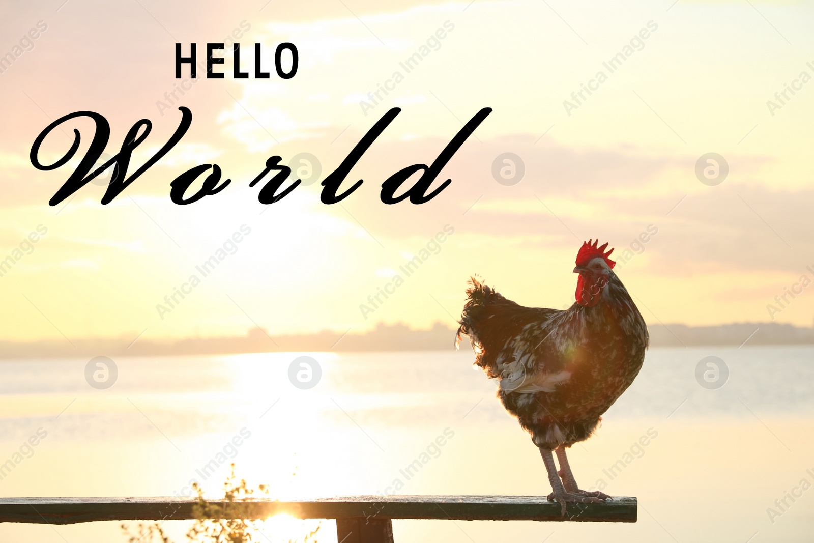 Image of Hello World. Big domestic rooster on bench near river at sunrise