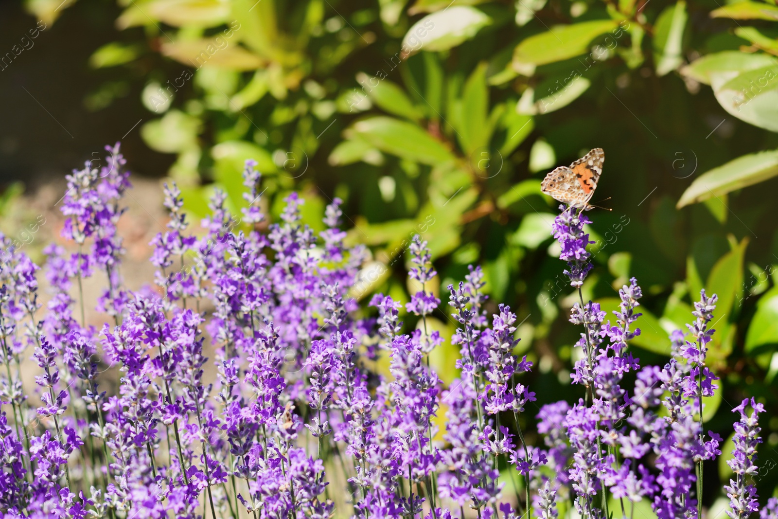 Photo of Beautiful lavender flowers growing in field, closeup