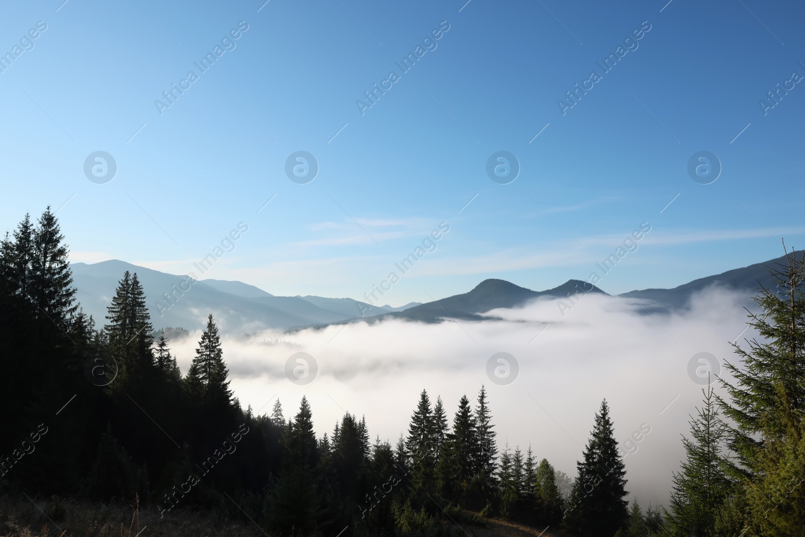 Photo of Picturesque view foggy forest in mountains on morning