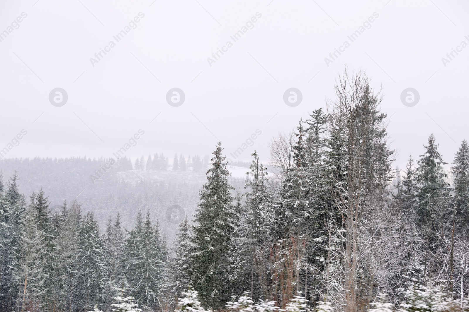 Photo of Beautiful view of conifer forest on snowy winter day