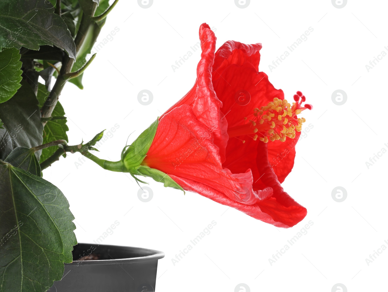 Photo of Beautiful red hibiscus flower on white background