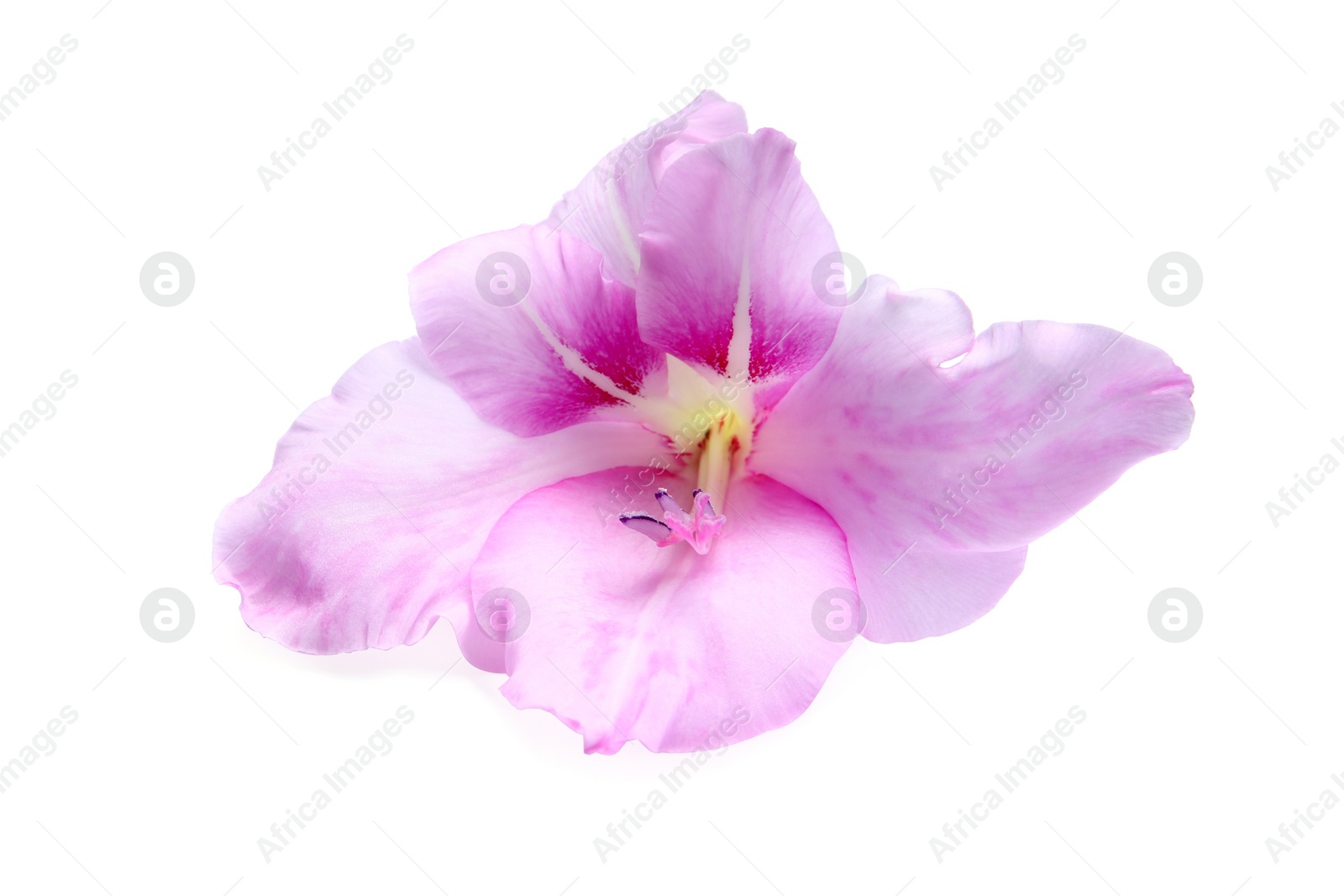 Photo of Beautiful gladiolus flower on white background