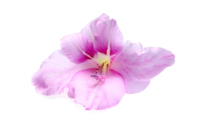 Photo of Beautiful gladiolus flower on white background