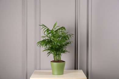 Photo of Potted chamaedorea palm on light table near white wall. Beautiful houseplant