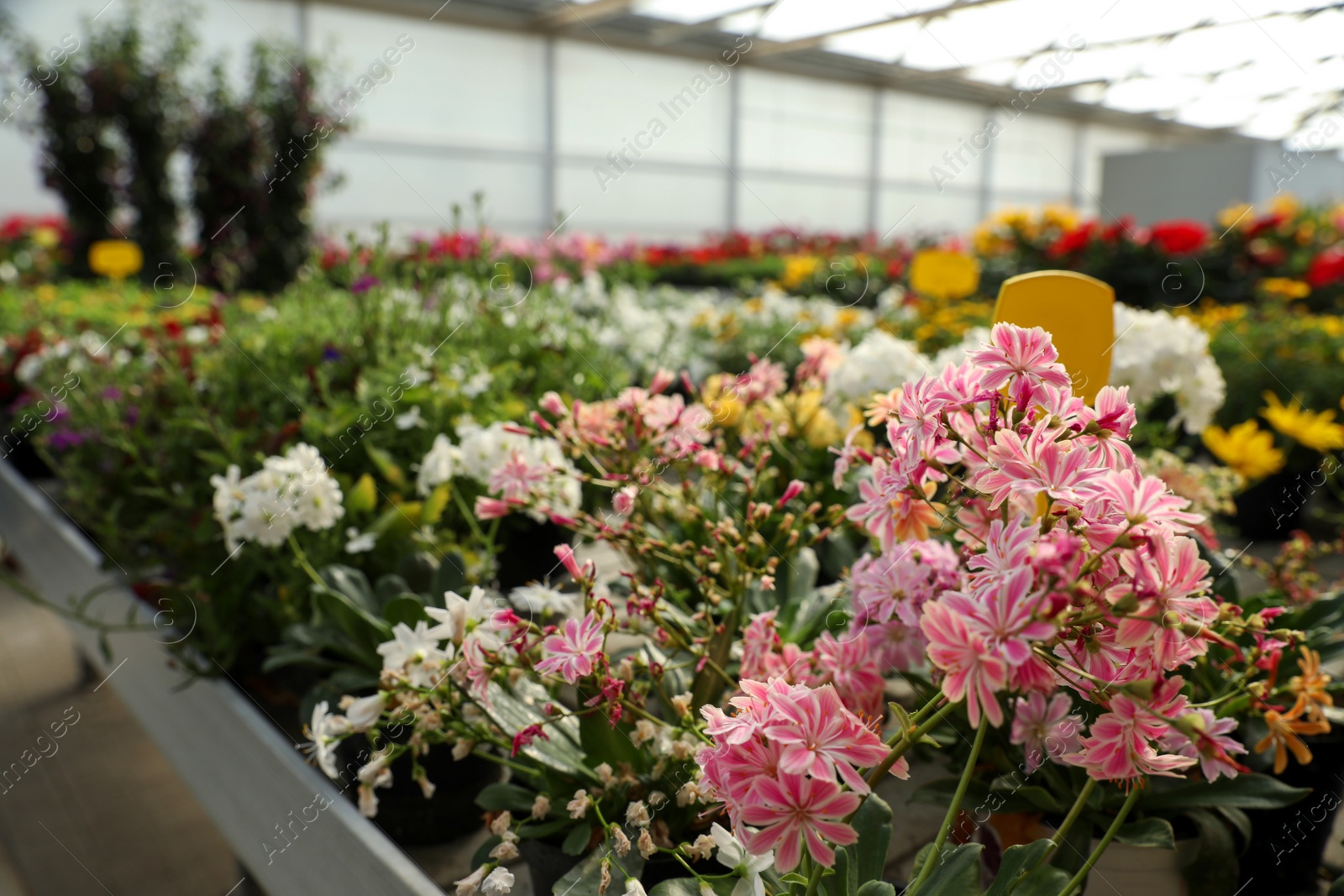 Photo of Beautiful blooming lewisia plant in garden center, closeup. Space for text