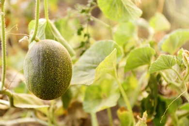 Fresh ripe juicy melon growing in field